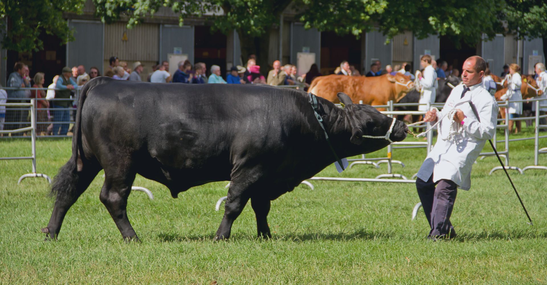 cattle and handler